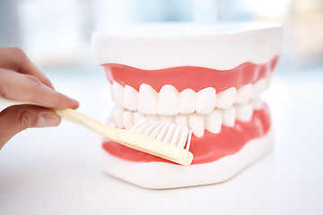 Image showing Dental, teeth model and orthodontics, toothbrush in hand and cleaning mouth, healthcare closeup and oral hygiene. Veneers, dentistry and healthy gums with fresh breath, medical and tooth care