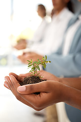 Image showing Plants, hands and business growth for eco friendly investment, sustainability and company green startup. Sapling soil, people palm and sustainable development for nonprofit support in climate change