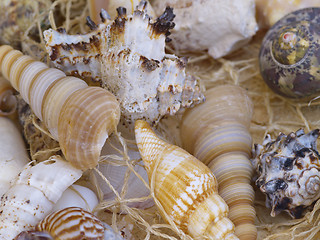 Image showing Snail shells