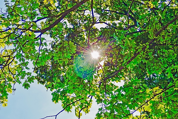 Image showing Chestnuts Tree