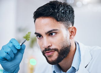 Image showing Plant scientist, tweezer and man in laboratory looking at leaf for science experiment. Sustainability, innovation and face of male doctor, researcher or botanist with organic plants for gmo analysis.