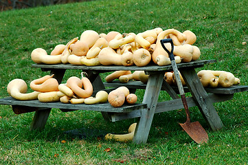 Image showing Gourds