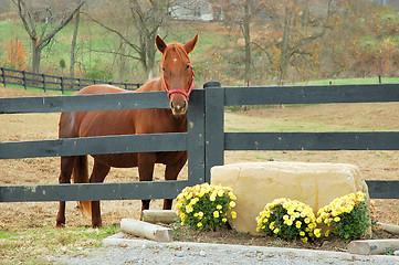 Image showing Horse in Autumn