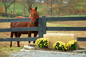 Image showing Horse in the Autumn