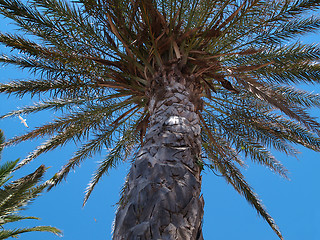 Image showing Palm Tree