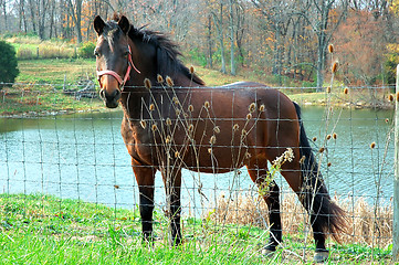 Image showing Horse by the Pond