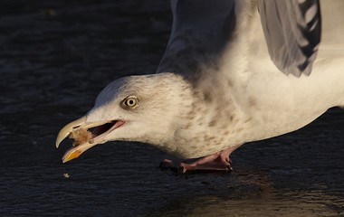 Image showing Seagull on the ice