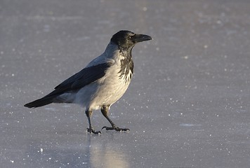 Image showing Hooded Crow on the ice.