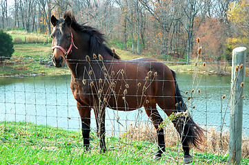 Image showing Horse by the Water