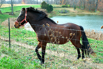 Image showing Horse by the Pond