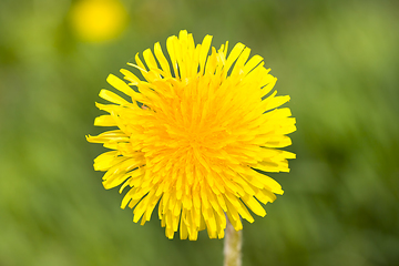 Image showing yellow beautiful dandelions