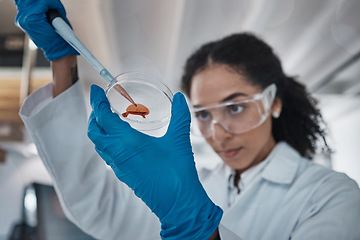 Image showing Scientist, hands or petri dish pipette in laboratory research, medical vaccine study or dna blood engineering. Zoom, black woman or healthcare science on glass equipment for future dropper innovation