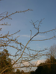 Image showing branches