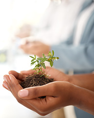 Image showing Business growth and plants in hands for eco friendly investment, sustainability or company green startup. Sapling soil, people palm and sustainable development for nonprofit support in climate change