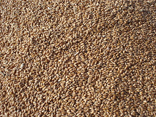 Image showing wheat