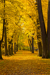 Image showing Autumn at the park