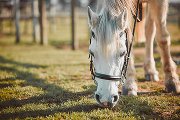 Image showing .Horse head, grass eating and pet on a farm in sunshine on countryside grazing on green plants. Agriculture, hungry animal and horses on a field in a equestrian or farming environment in the sun.