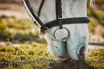 Image showing Horse, grass eating and pet nose zoom on a farm in the countryside grazing on green plants. Agriculture, hungry animal and horses on a field in a equestrian or farming environment in the sun