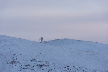 Image showing Lonely tree in snowy Altai