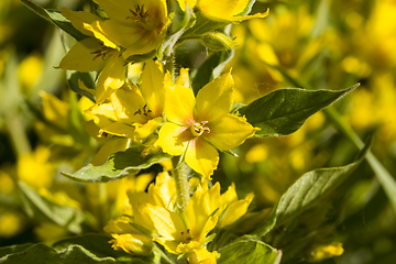 Image showing beautiful flower of yellow color