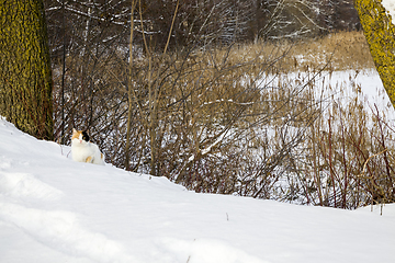 Image showing colorful cat in the winter