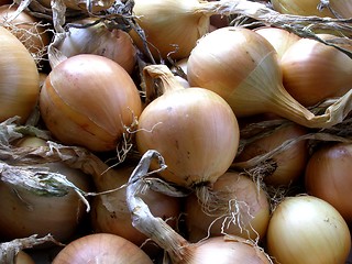 Image showing onions