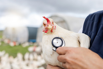 Image showing Chicken, animal health and stethoscope with vet, agriculture and livestock, poultry farming in countryside. Healthcare for animals, bird and mockup space, person on farm for medical test and wellness