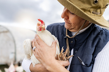 Image showing Farmer, woman and holding chicken for agriculture in field, environment and countryside. Poultry farming, female worker and feather birds for sustainability, eggs production and food trade industry