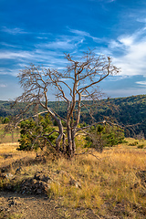 Image showing National Nature Reserve Mohelen Snake Steppe, Czech Republic