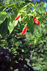 Image showing Trees and Flower