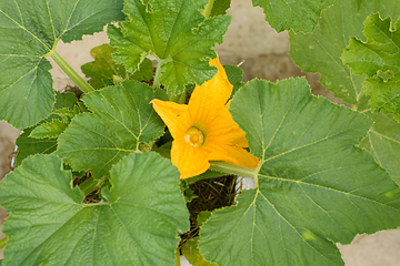 Image showing Bright yellow zucchini flower on a background of green leaves