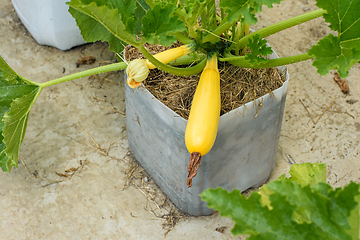 Image showing Growing zucchini in plastic pots on concrete