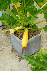 Image showing Growing yellow zucchini in pots on concrete