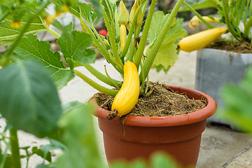 Image showing Growing yellow zucchini in plastic flower pots