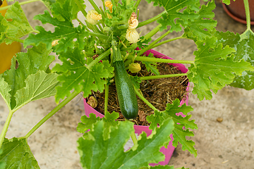 Image showing Close-up of zucchini fruit grown in plastic pots