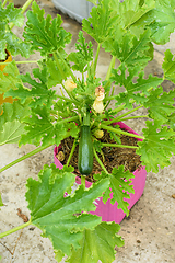 Image showing Fruiting of zucchini grown in plastic pots