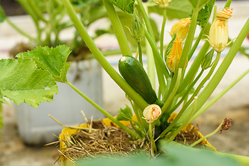 Image showing Young zucchini fruit grown in plastic pots