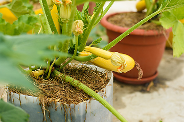 Image showing Growing yellow zucchini in plastic pots