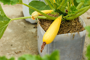 Image showing Yellow squash grown in a plastic pot