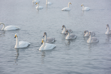 Image showing Whooper swans swimming in the lake