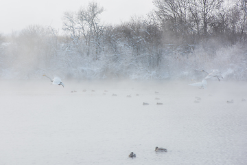 Image showing Whooper swans swimming in the lake