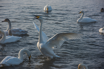 Image showing Whooper swans swimming in the lake