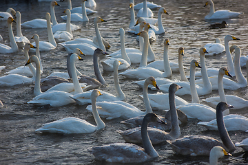 Image showing Whooper swans swimming in the lake