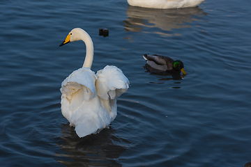 Image showing Whooper swans swimming in the lake