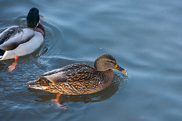 Image showing Duck swimming in lake