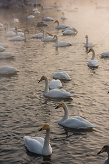 Image showing Whooper swans swimming in the lake