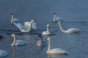 Image showing Whooper swans swimming in the lake