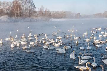 Image showing Whooper swans swimming in the lake