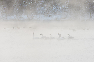 Image showing Whooper swans swimming in the lake