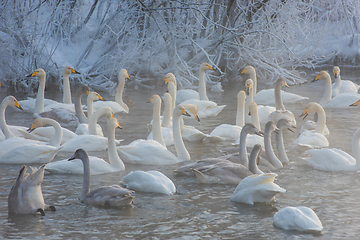 Image showing Whooper swans swimming in the lake